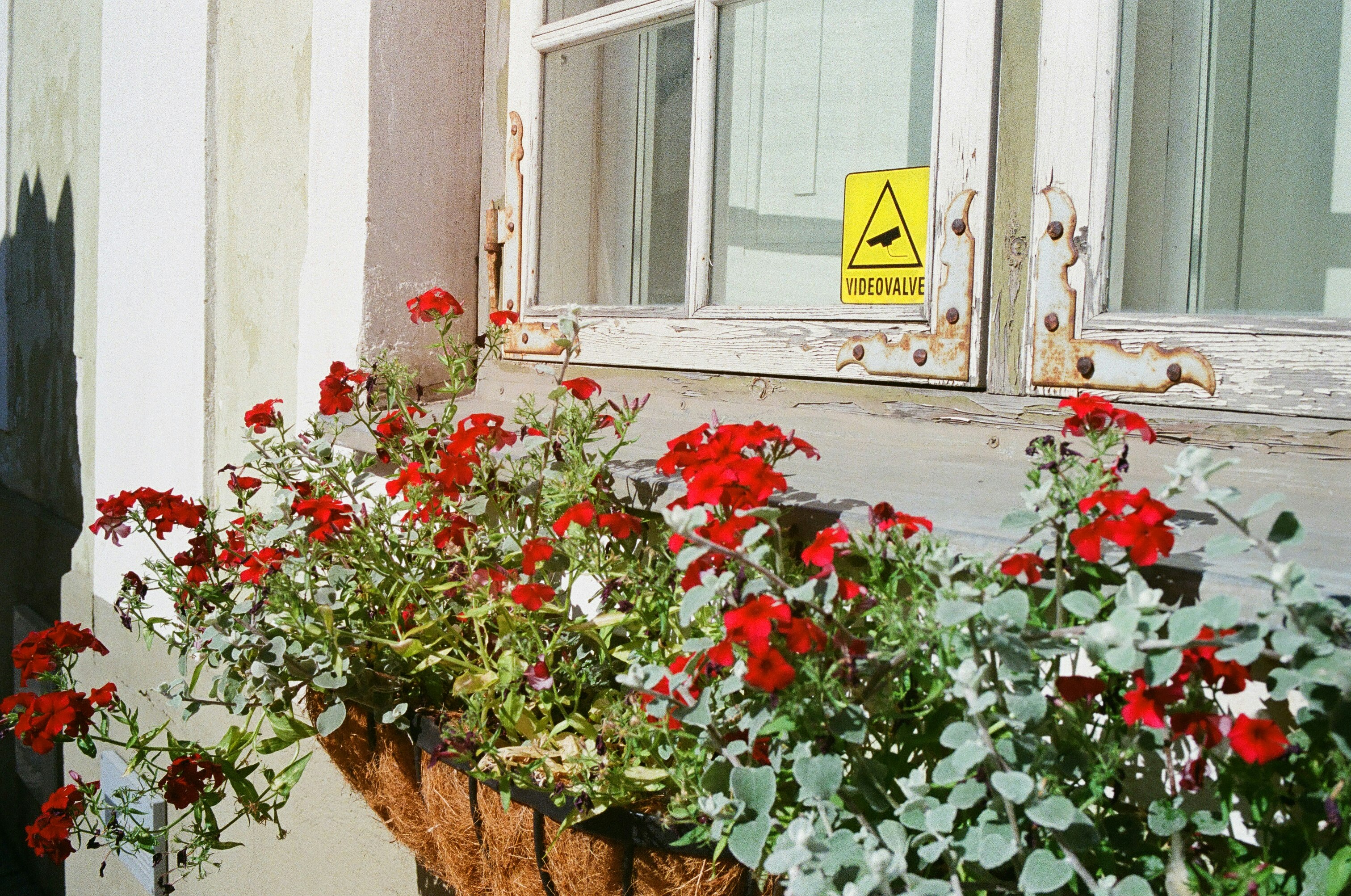 red and green flower on window